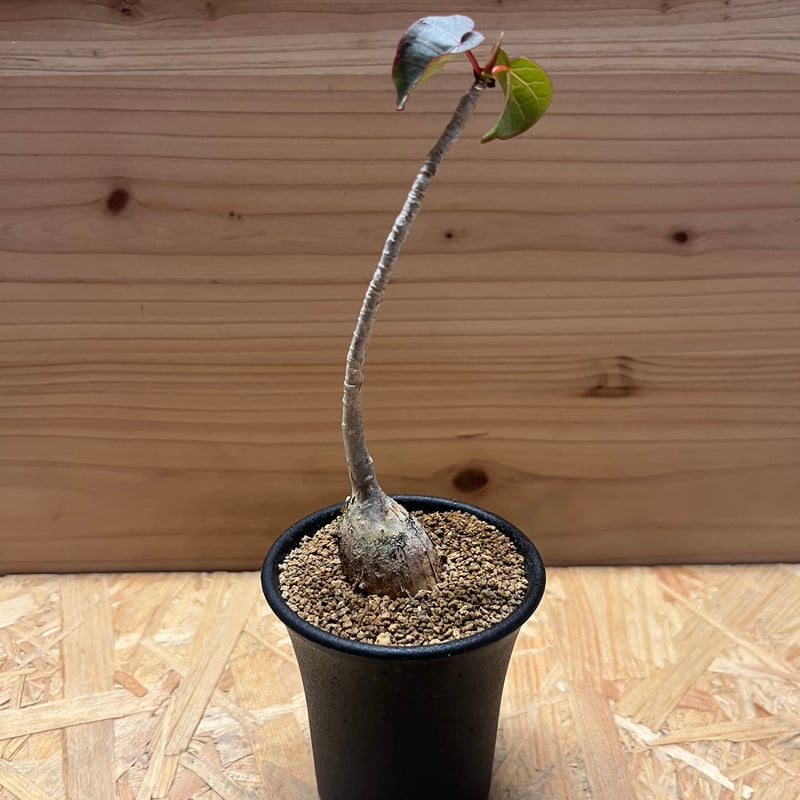 フィカス ペティオラリス | GREEN LUCK