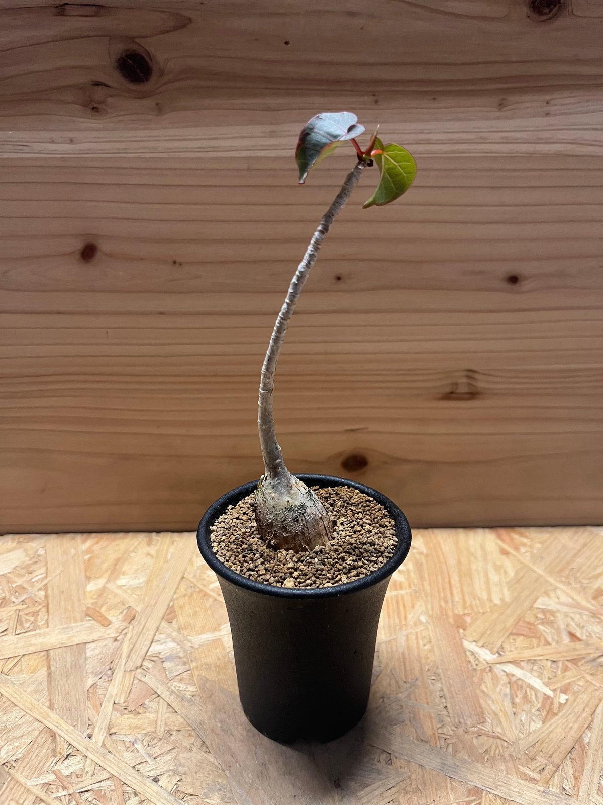 フィカス ペティオラリス | GREEN LUCK