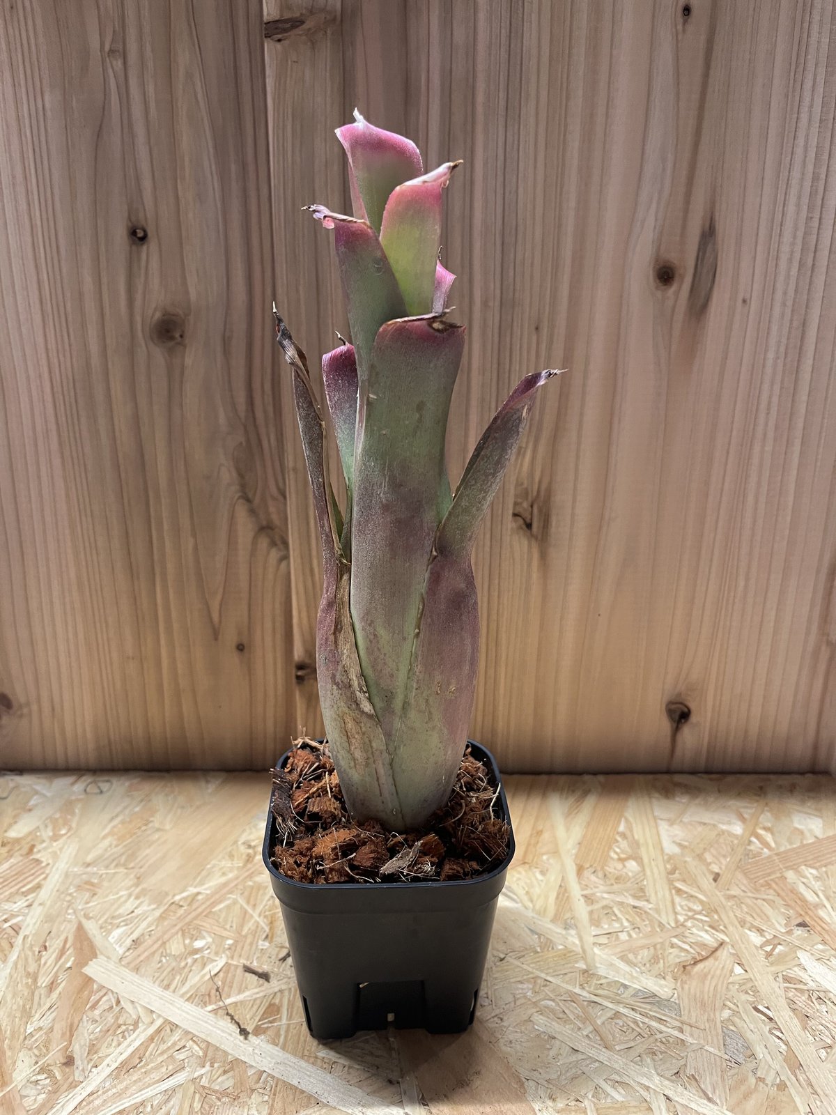 [最終値下]Neoregelia bahiana ネオレゲリア　バヒアナ ネオレゲリア バヒアナ | GREEN LUCK