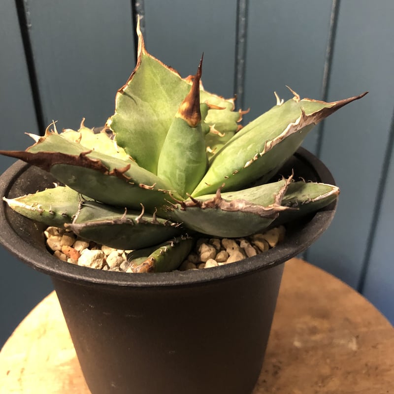 アガベ チタノタ Agave titanota oteroi (FO-76) | GREEN