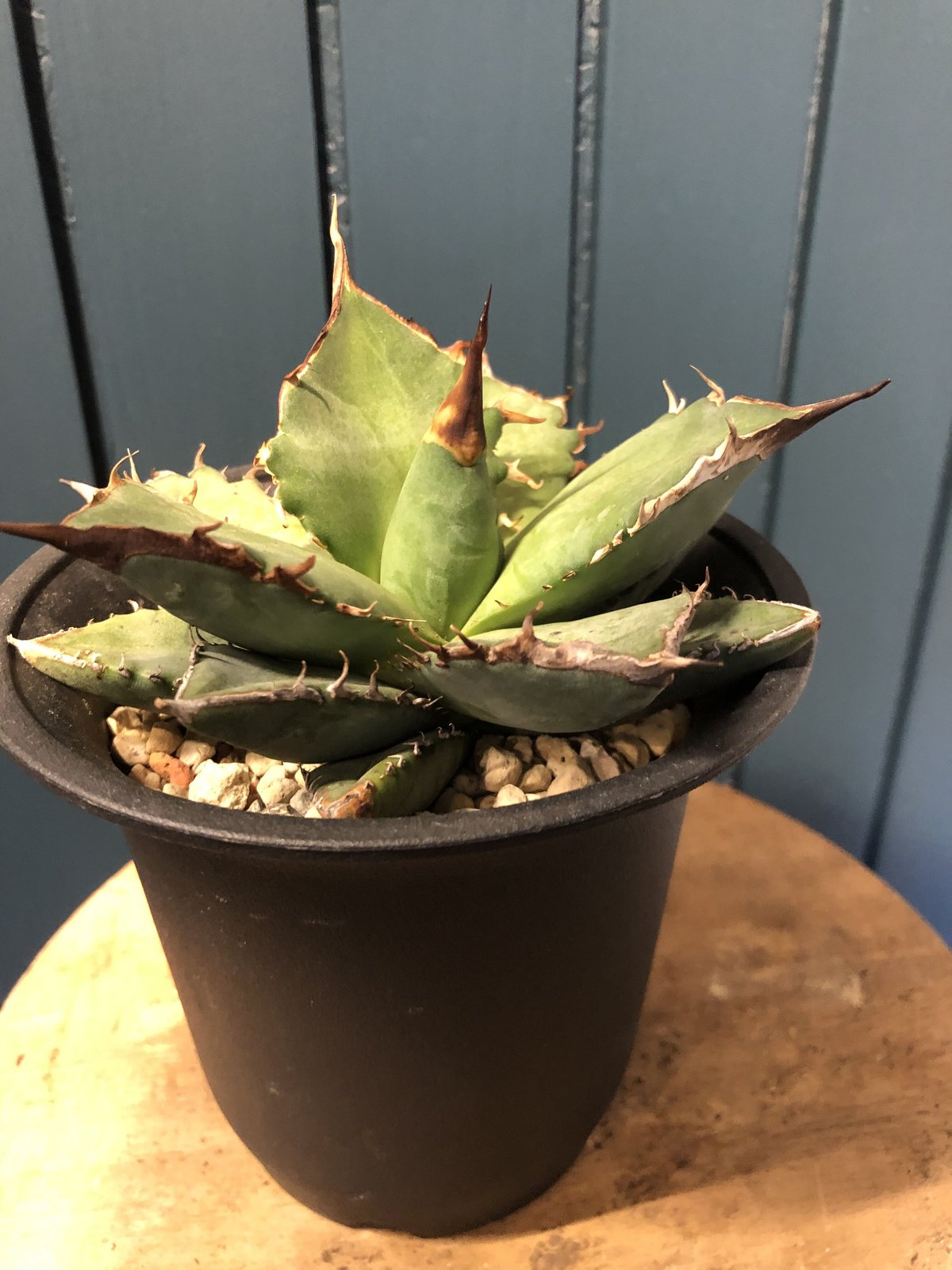 アガベ チタノタ Agave titanota oteroi (FO-76) | GREEN