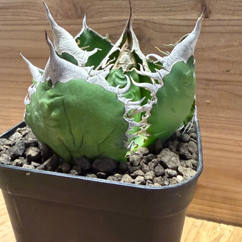 アガベ オテロイ オアハカ | GREEN LUCK