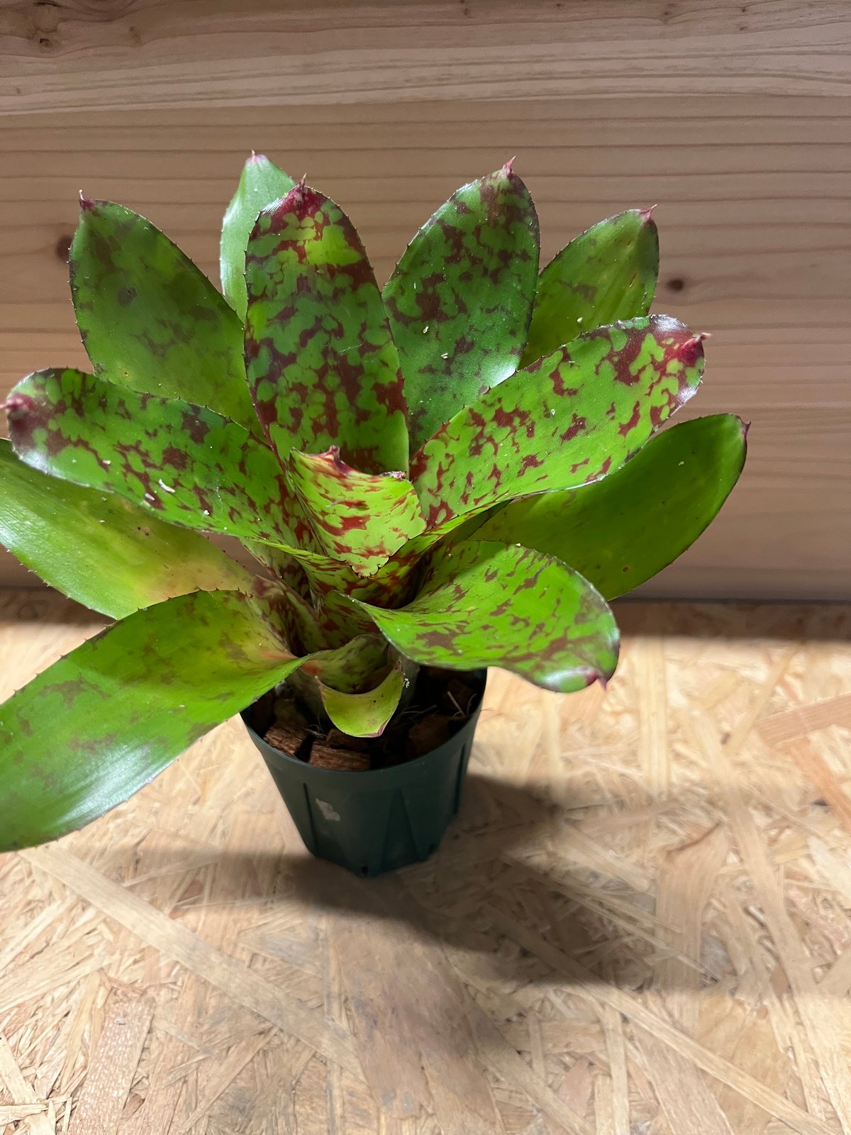 ネオレゲリア ウィーニーザプー | GREEN LUCK