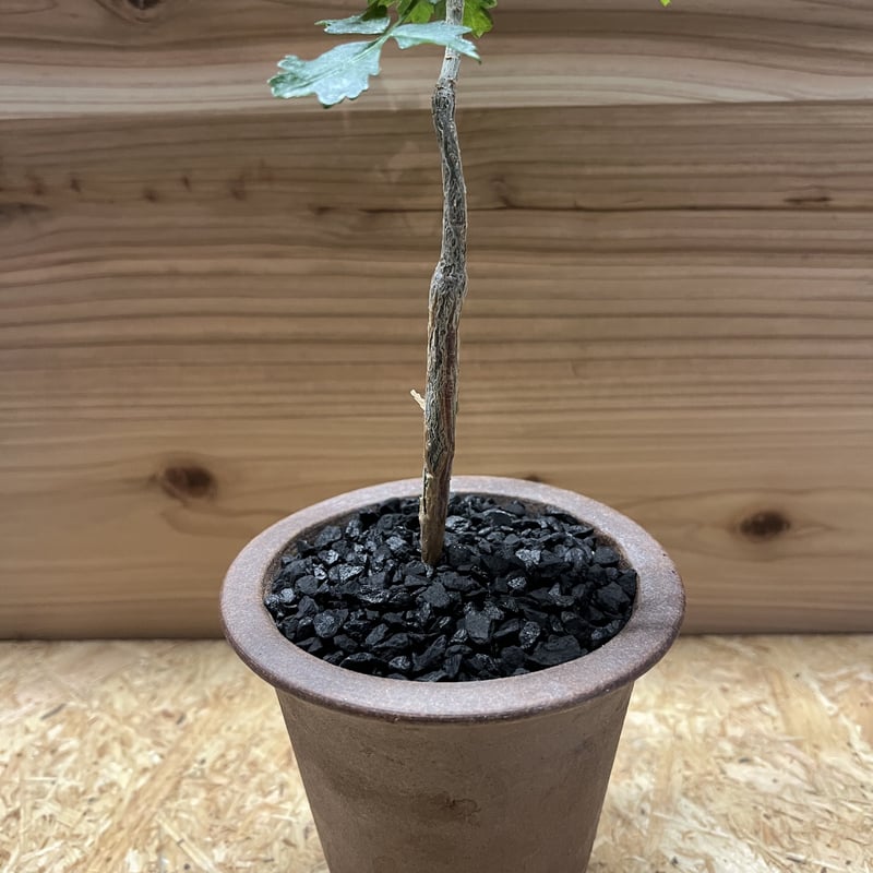 ブルセラ ファガロイデス実生×伝市鉢 | GREEN LUCK