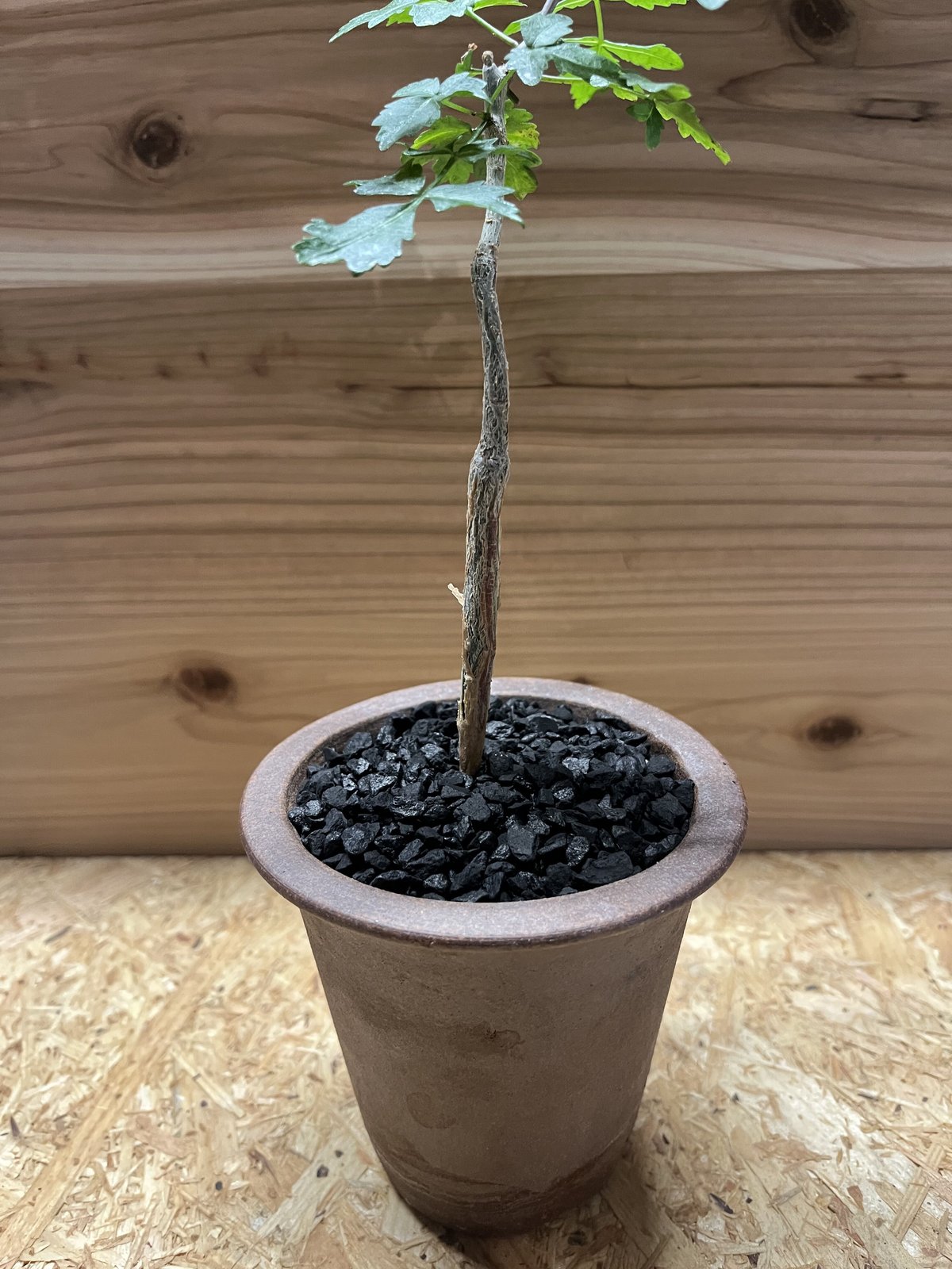 ブルセラ ファガロイデス実生×伝市鉢 | GREEN LUCK