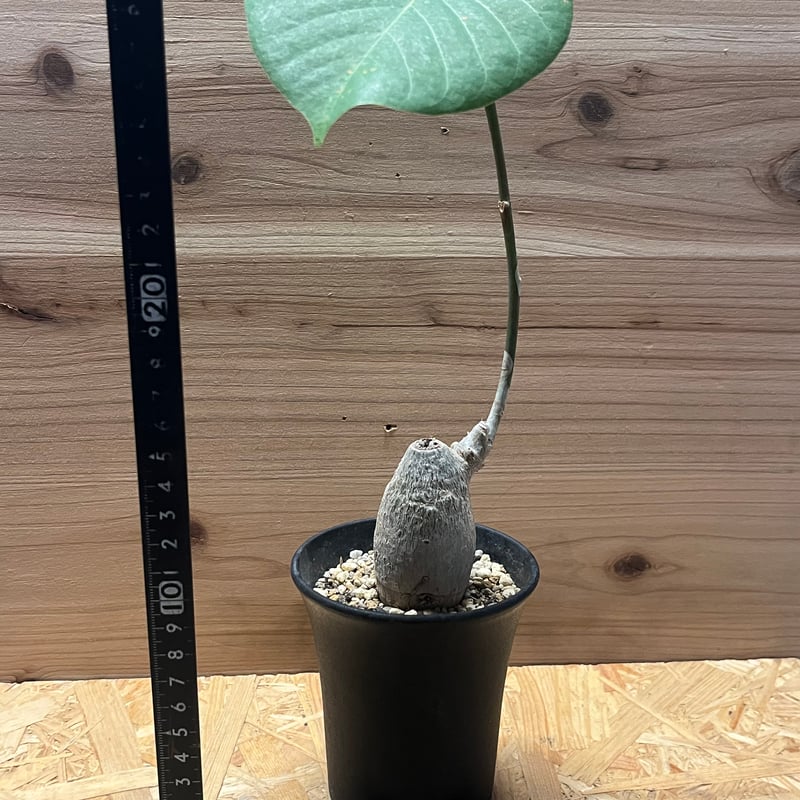 プセウドボンバックス エリプティクム | GREEN LUCK