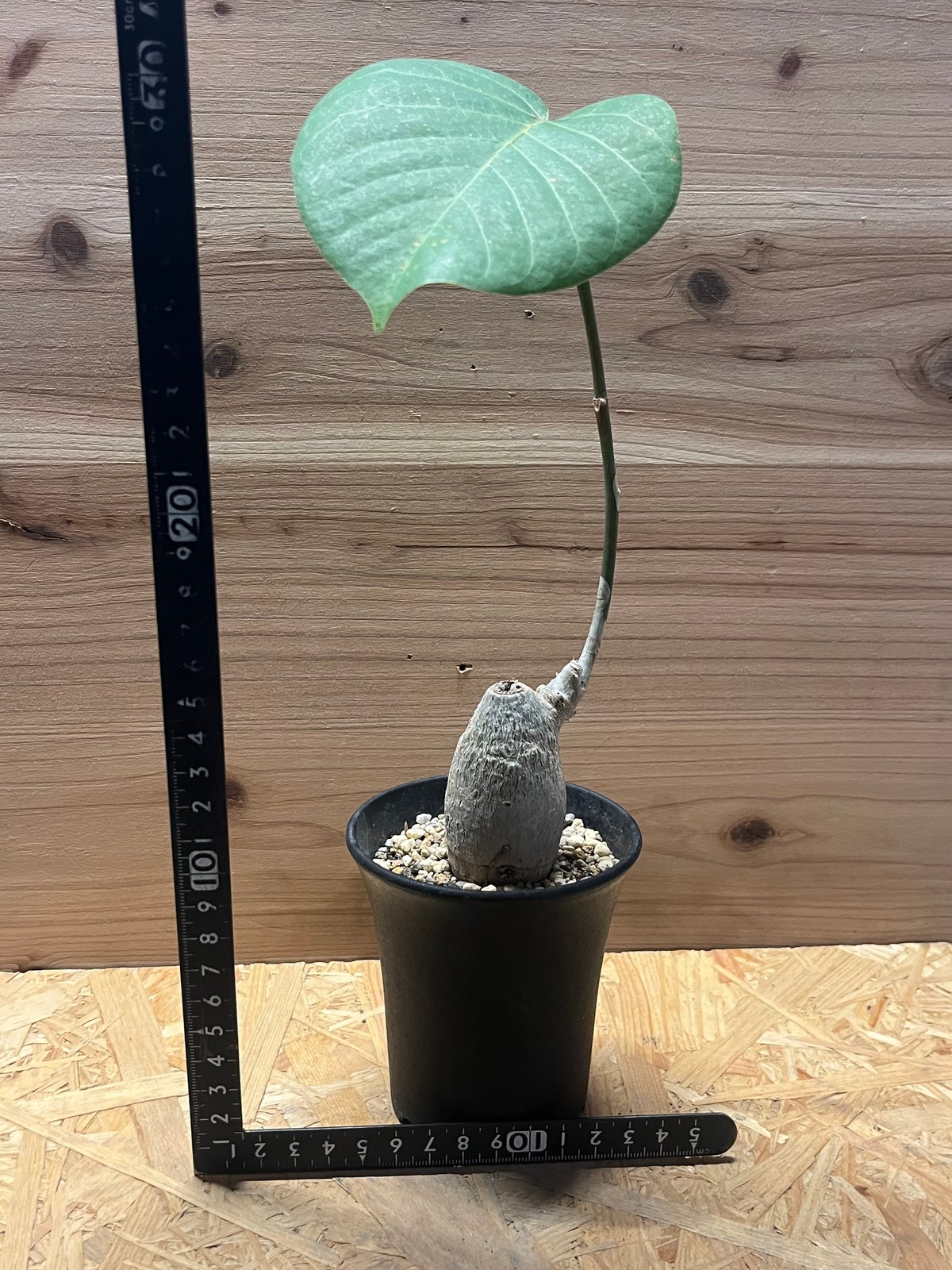 ボンバックス　エリプティクム　美株 （鉢付き） 楽天市場】【店内全品2個同時購入10％OFFクーポン配布中】 観葉植物