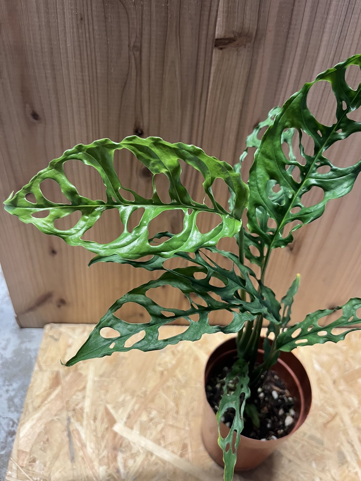 モンステラ オブリクア ペルー | GREEN LUCK