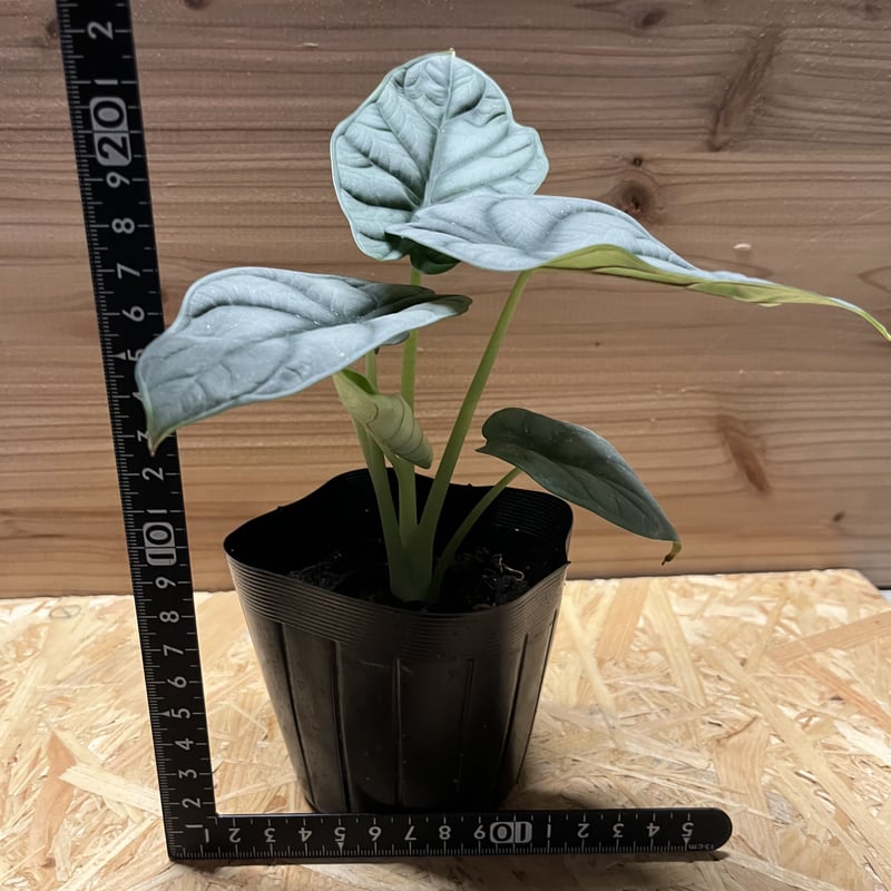 アロカシア シルバードラゴン | GREEN LUCK