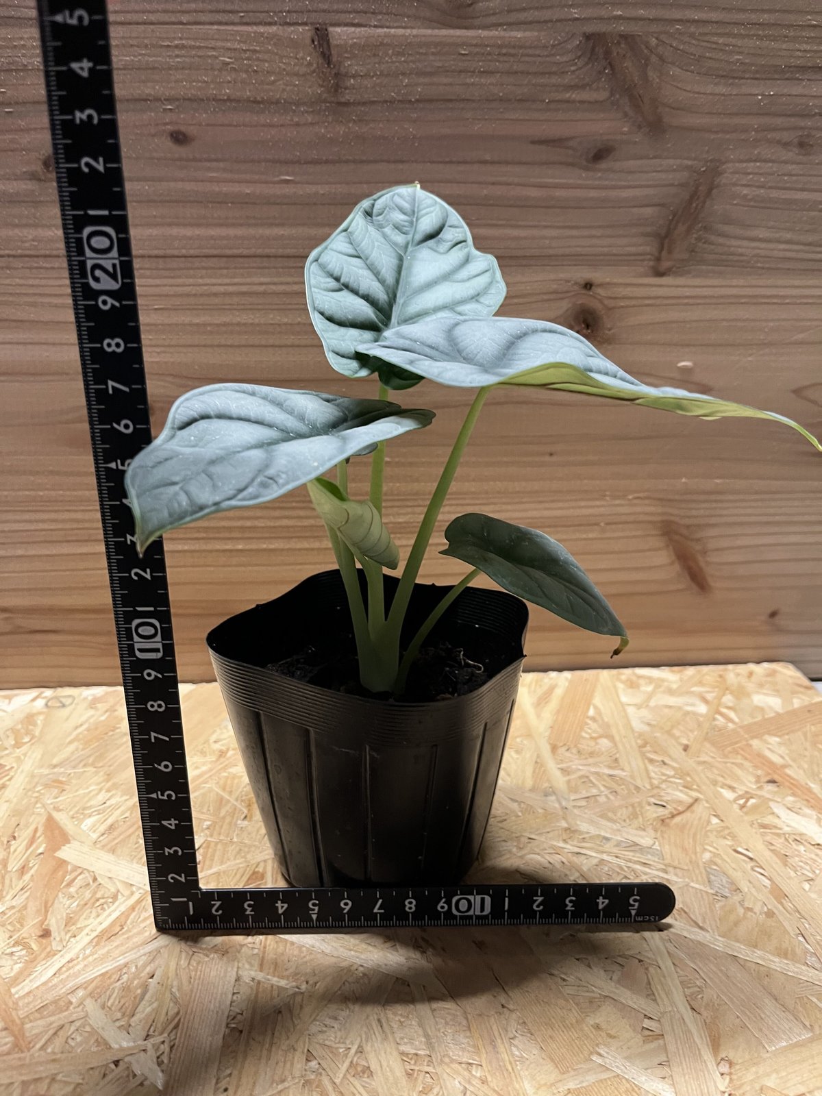 アロカシア　シルバードラゴン　黄斑入り　双子ちゃん アロカシア シルバードラゴン 黄斑入り 双子ちゃん アロカシア