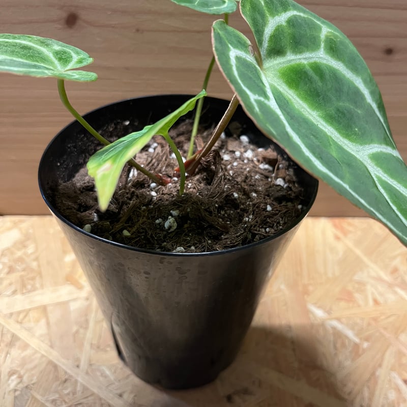 アンスリウム クリスタリナム | GREEN LUCK