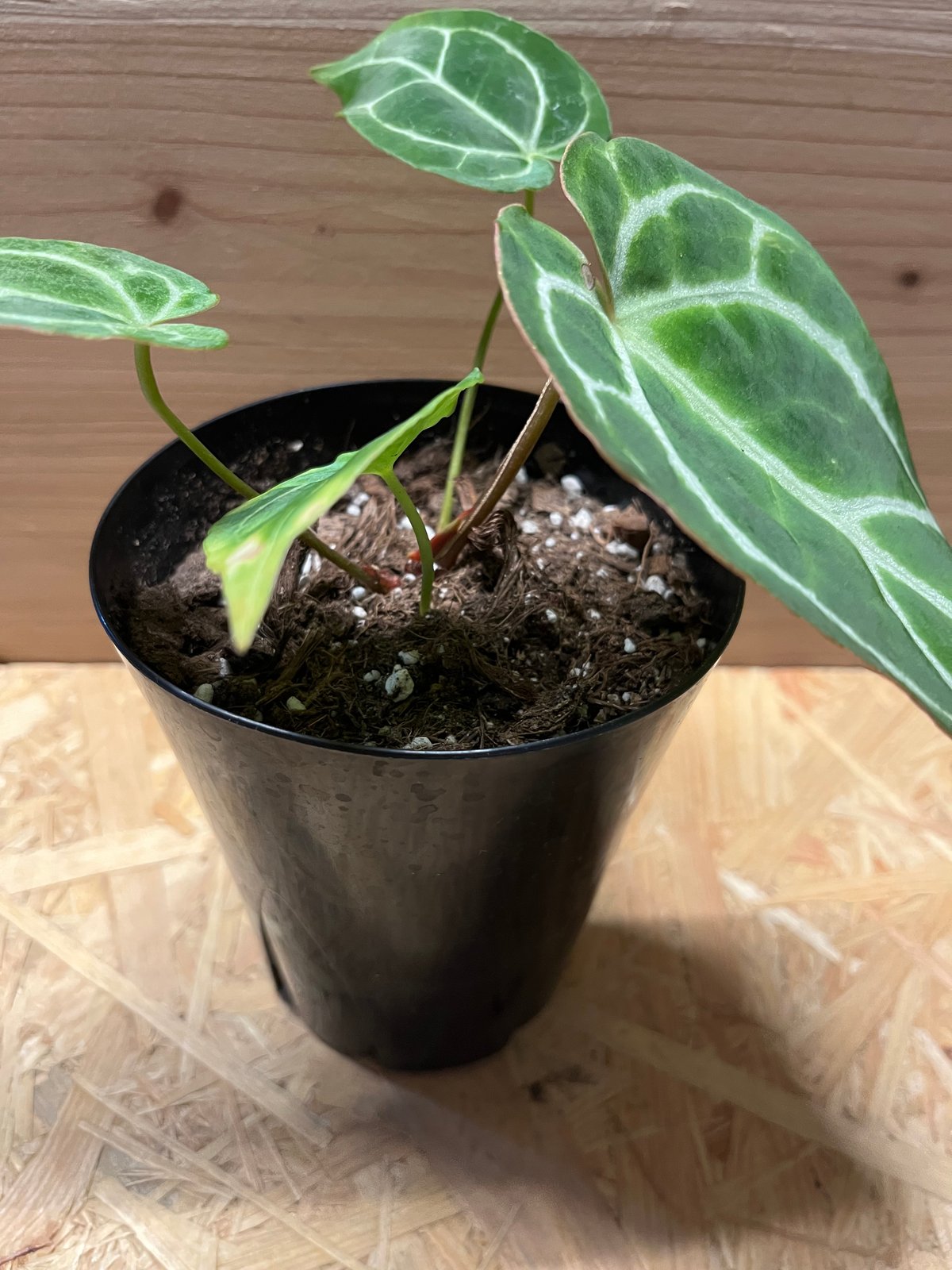 アンスリウム クリスタリナム | GREEN LUCK