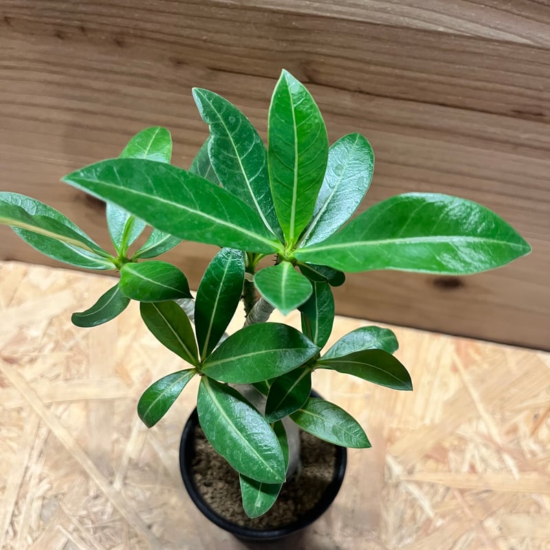 アデニウム アラビカム | GREEN LUCK