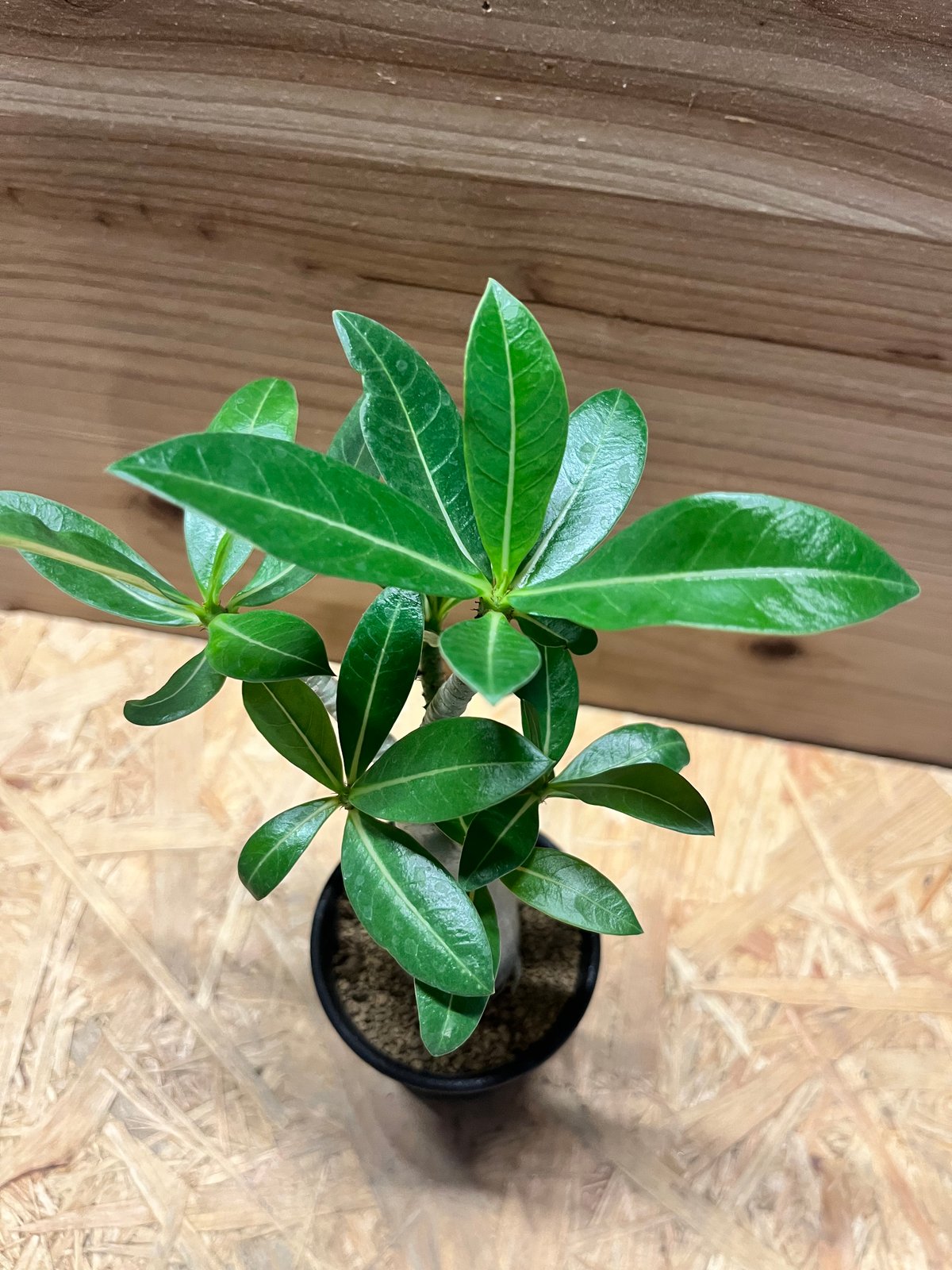 アデニウム アラビカム Adenium アデニウム アラビカム | GREEN LUCK