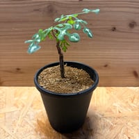 アデニア ペリエリ アデニア・ペリエリ（Adenia perrieri）の育て方・栽培記録 | ゆるぷ