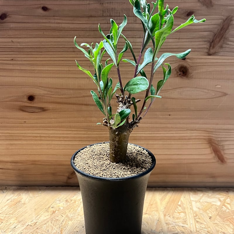 オトンナ ロバタ | GREEN LUCK