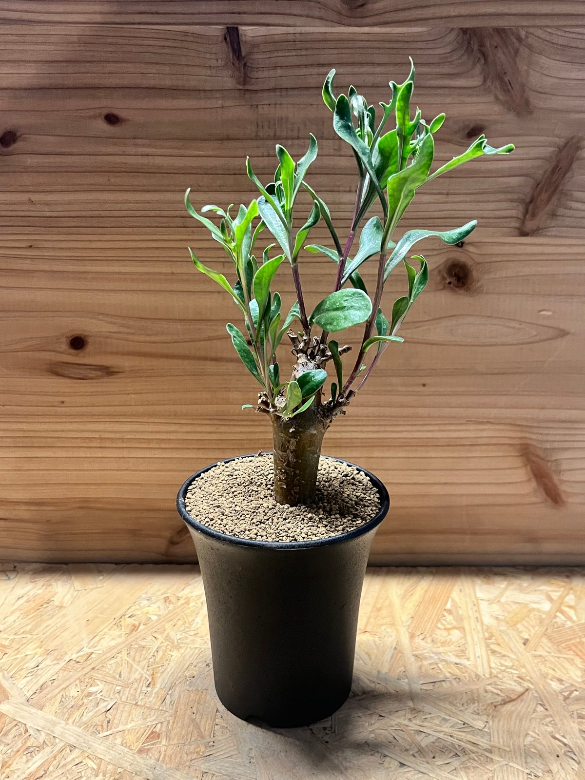 n*い様 オトンナ　ロバタ　現地球　大株 n*い様 オトンナ ロバタ 現地球 大株 cactusosada_w09