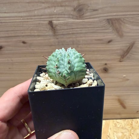 ユーフォルビア　ホリダ