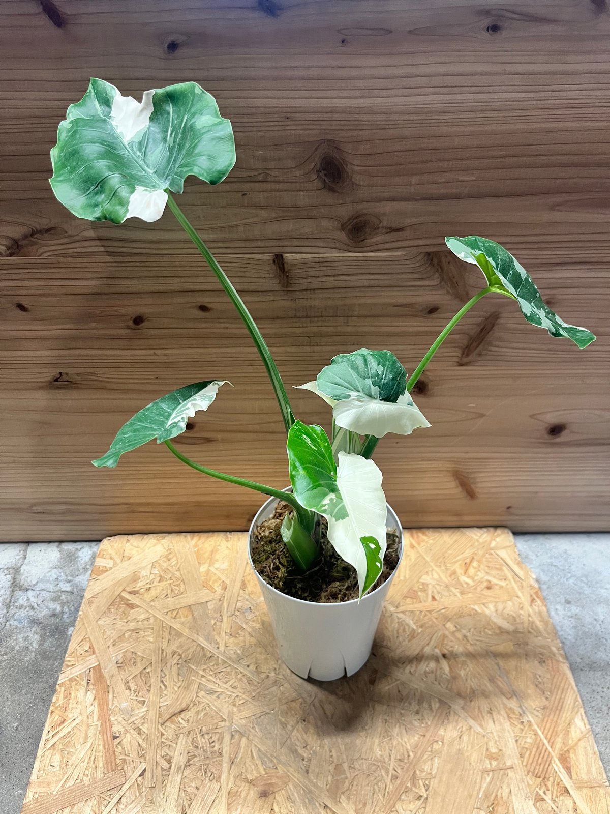 アオイクラフト GATE BORA アオイクラフト GATE BORA アオイクラフト GATE BORA アオイクラフト