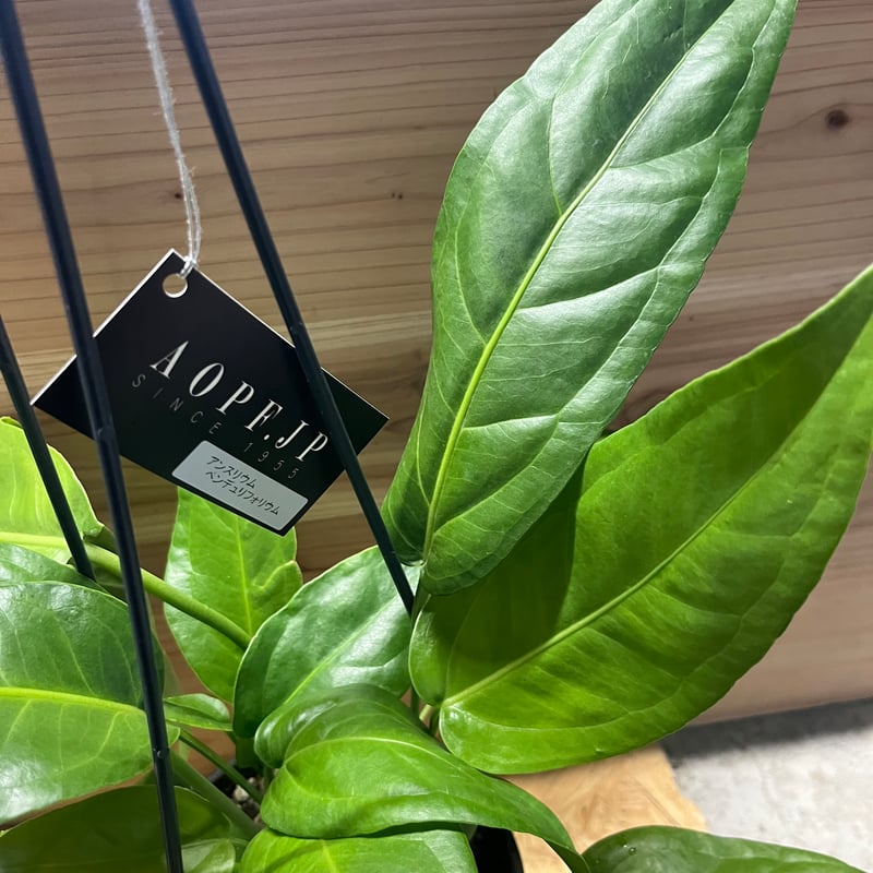 アンスリウム ペンドゥリフォリウム | GREEN LUCK