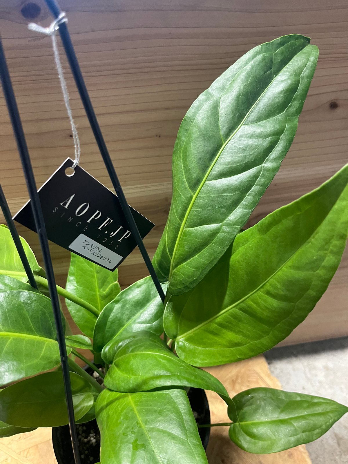 アンスリウム ペンドゥリフォリウム | GREEN LUCK