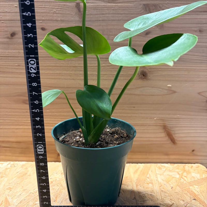 モンステラ デリシオーサ 実生変異 | GREEN LUCK