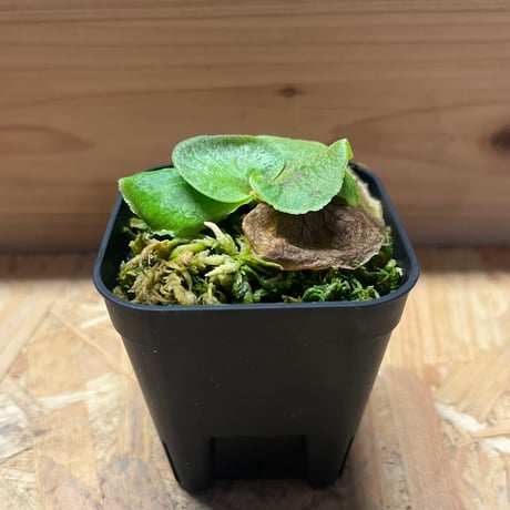 光触媒人工観葉植物ウォールグリーンウッドボックススキンダプサス85