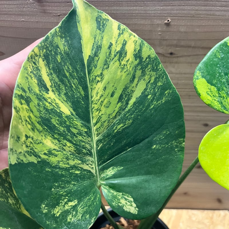 モンステラ デリシオーサ 'ポンポン' | GREEN LUCK