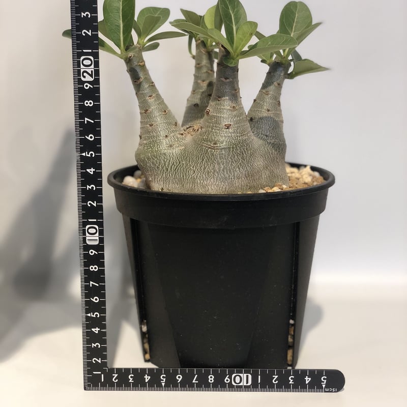 アデニウム アラビカム | GREEN LUCK