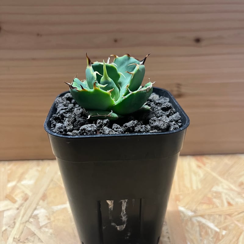 アガベ チタノタ 'アングリーハート' | GREEN LUCK