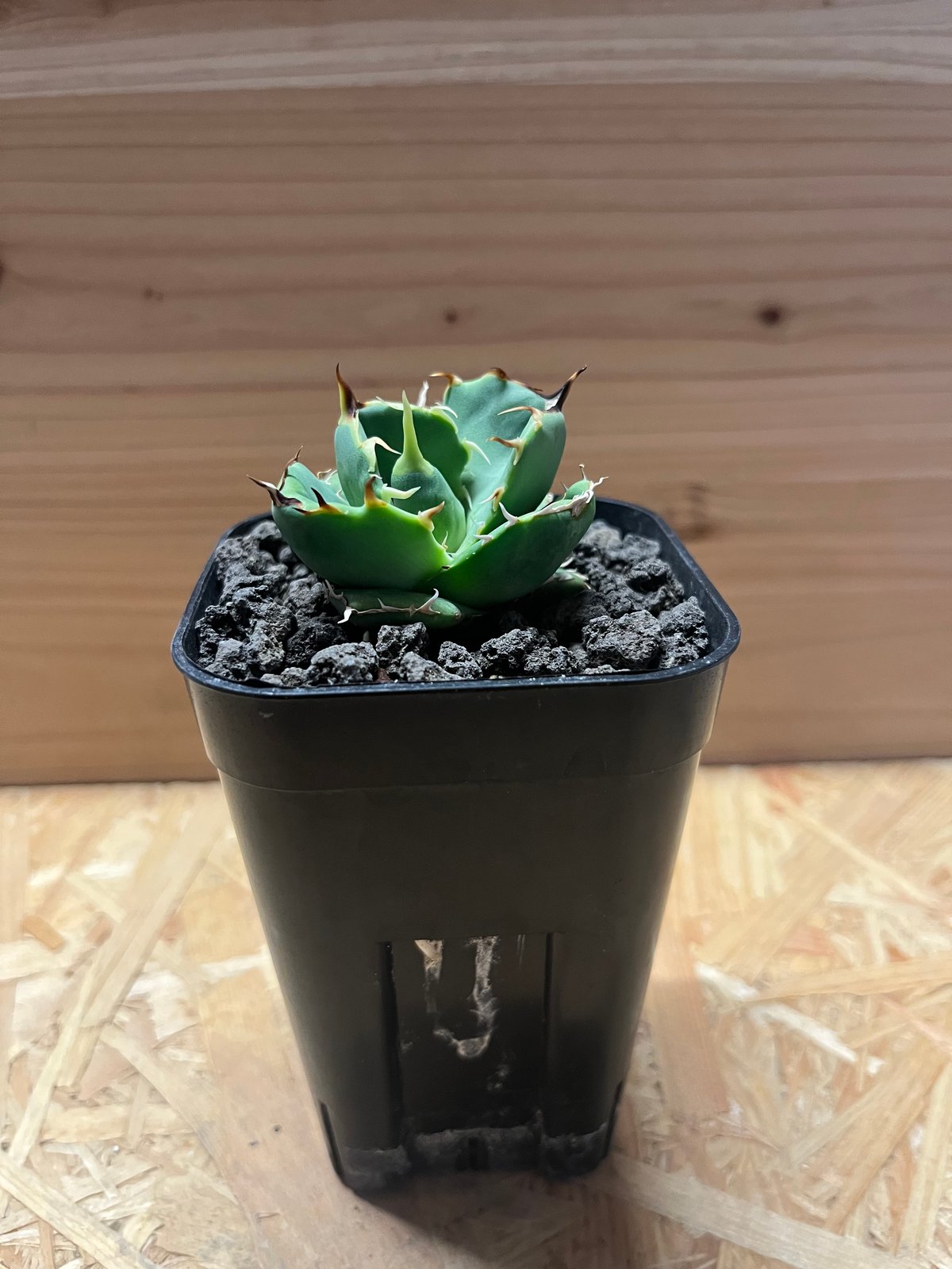 は*く様 F11216★オークション販売★イラン産 アガベ チタノタ アングリー は*く様 F11216☆オークション販売☆イラン産 アガベ チタノタ