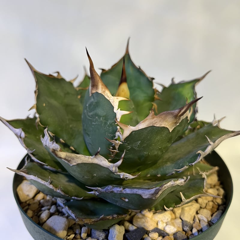 アガベ チタノタ イタリア NO NAME | GREEN LUCK