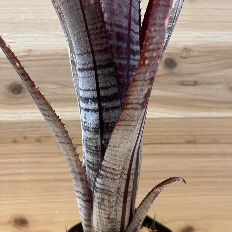 (期間限定)Billbergia 'Mad Max' Billbergia Mad Max - Bird Rock Tropicals