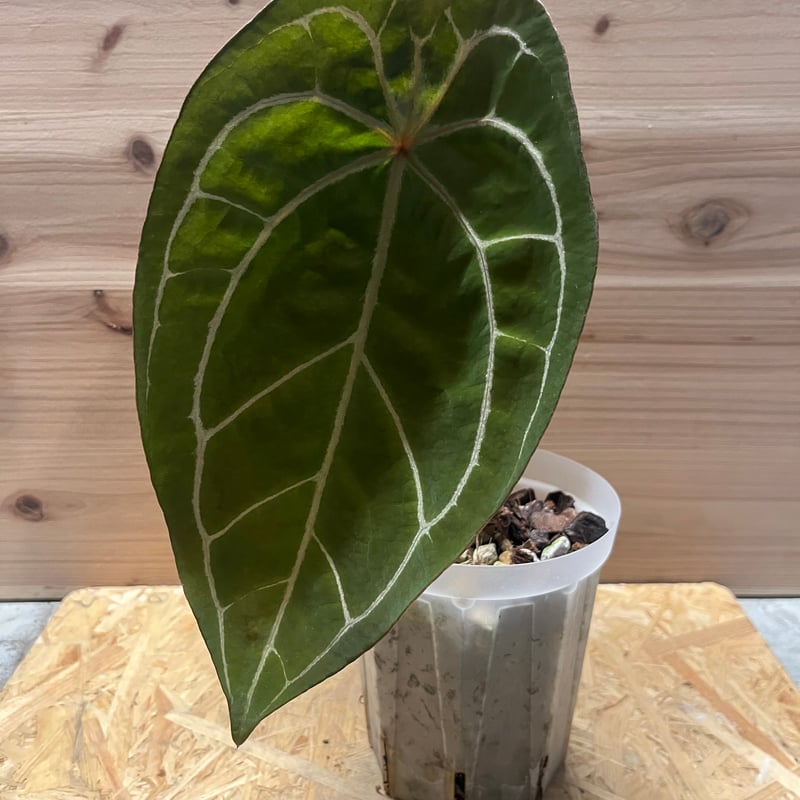 アンスリウム レッドスパイダー | GREEN LUCK