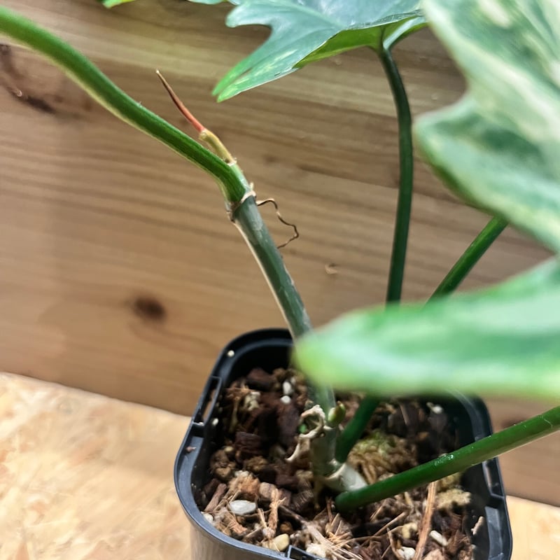 フィロデンドロン キティナ （フロリダビューティー×マヨイ