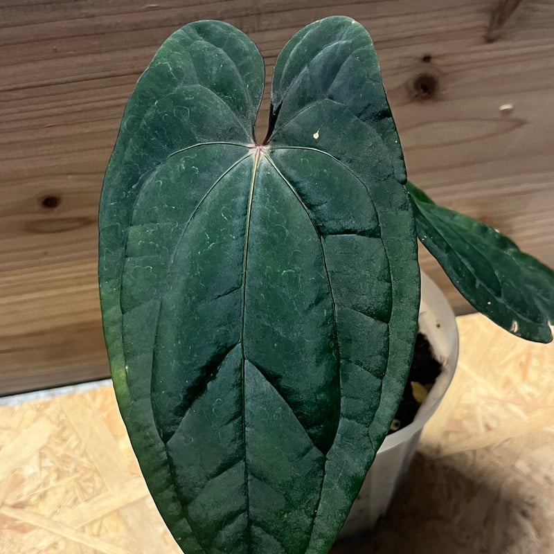 アンスリウム 'レッドベインダークフェニックス' OC | GREEN LUCK