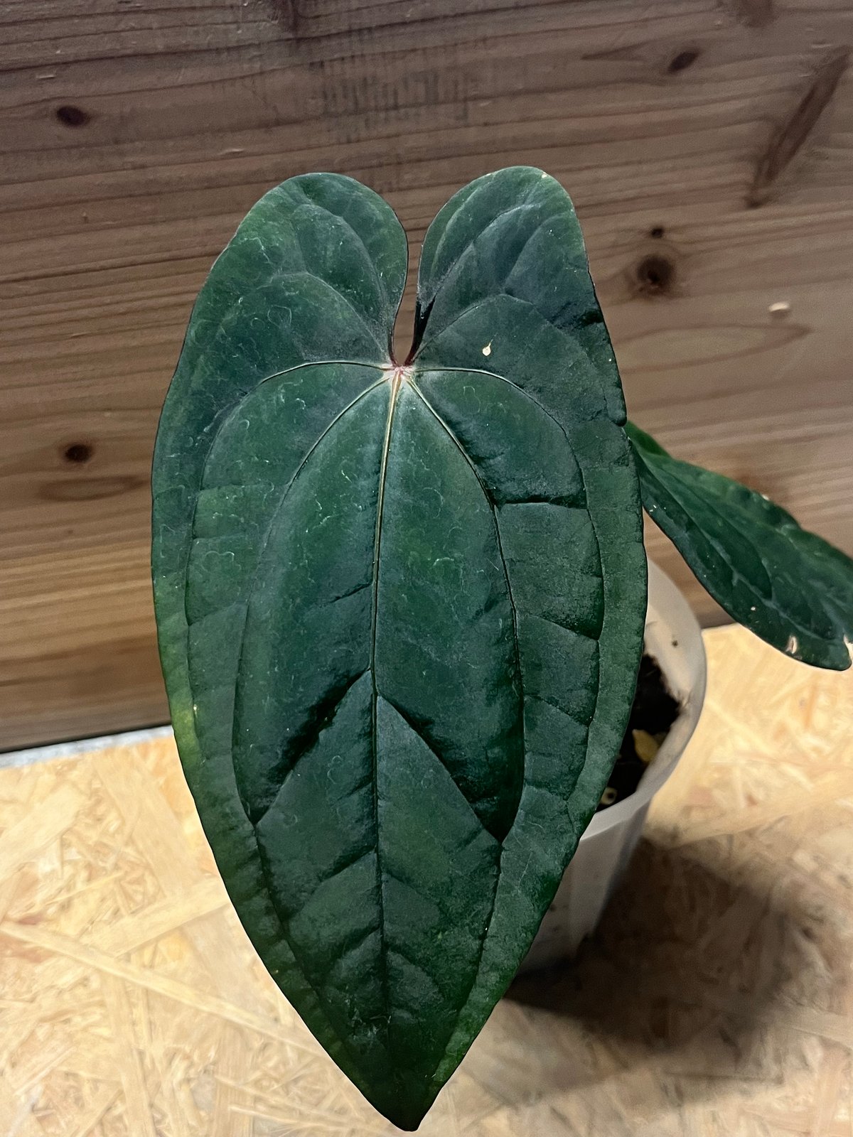 アンスリウム 'レッドベインダークフェニックス' OC | GREEN LUCK