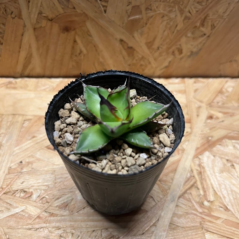 アガベ ホリダ 実生 | GREEN LUCK