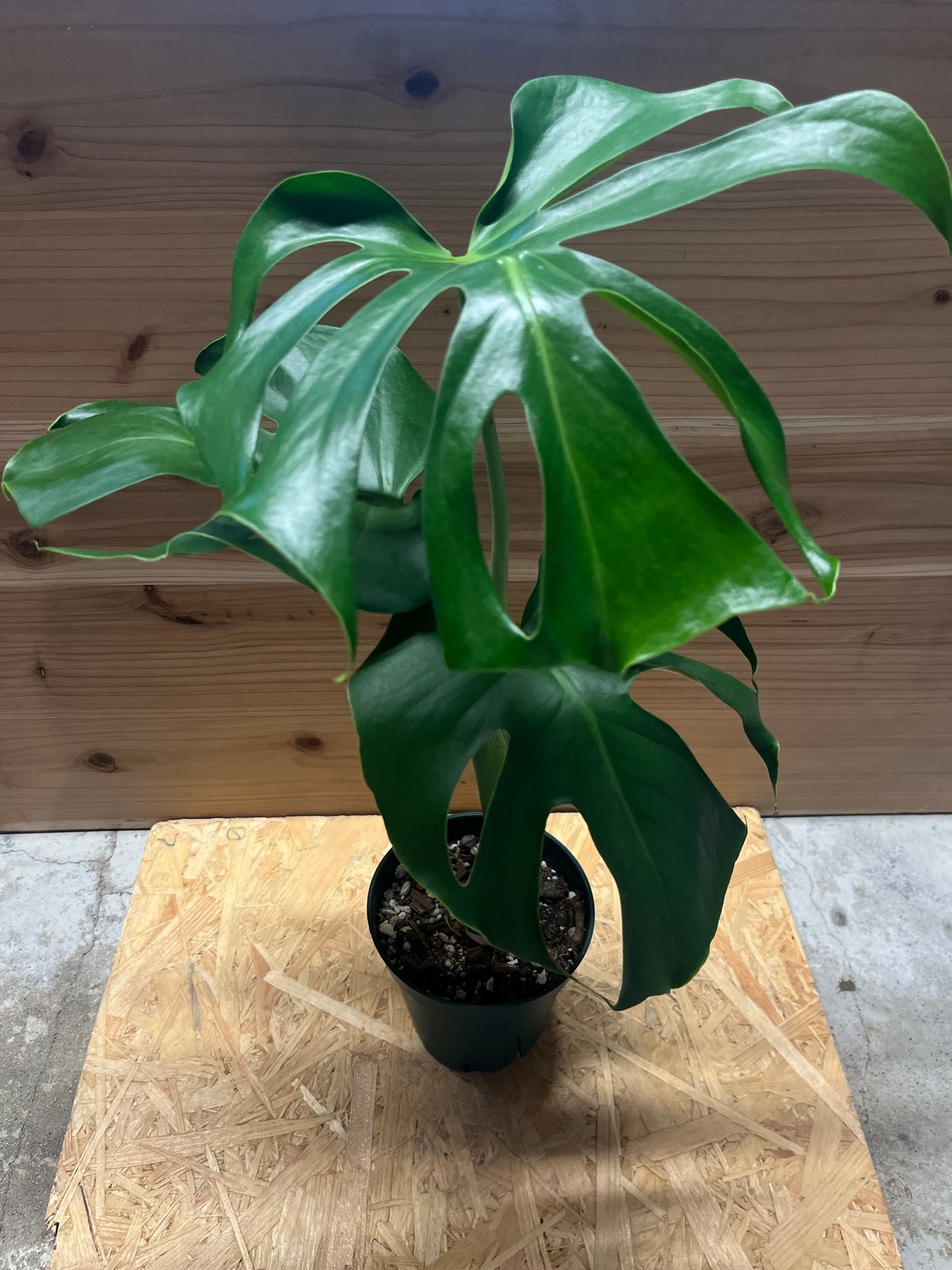 モンステラ 大株 マクロコズム モンステラ16 マクロコズム個体