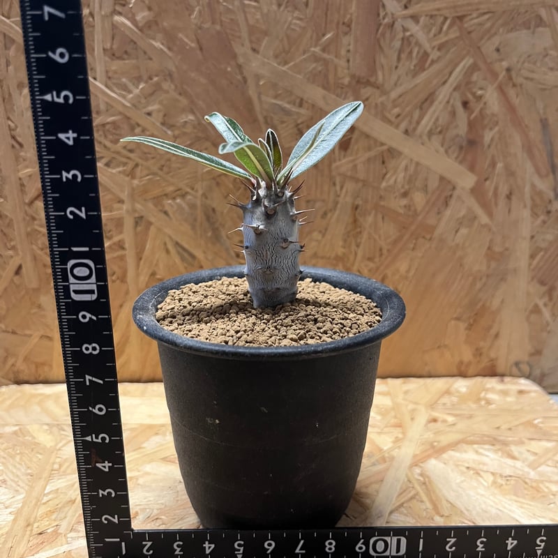 パキポディウム カクチペス | GREEN LUCK