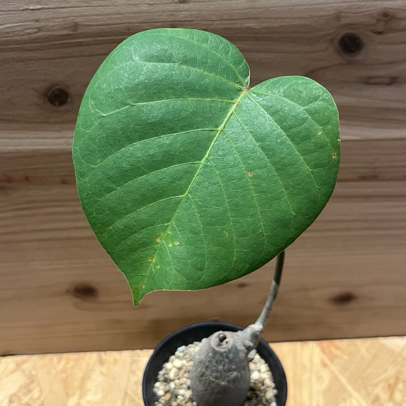 プセウドボンバックス エリプティクム | GREEN LUCK