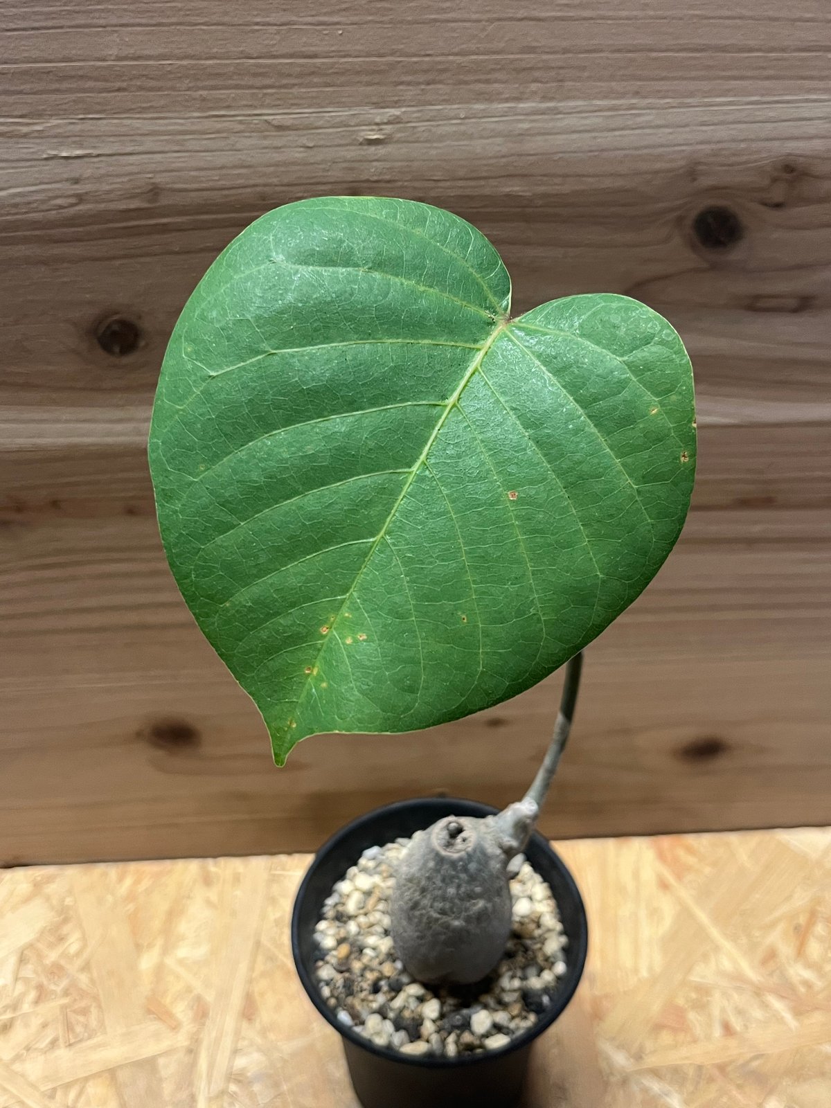 プセウドボンバックス エリプティクム | GREEN LUCK