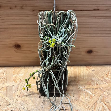 キロスキスタ | STORES