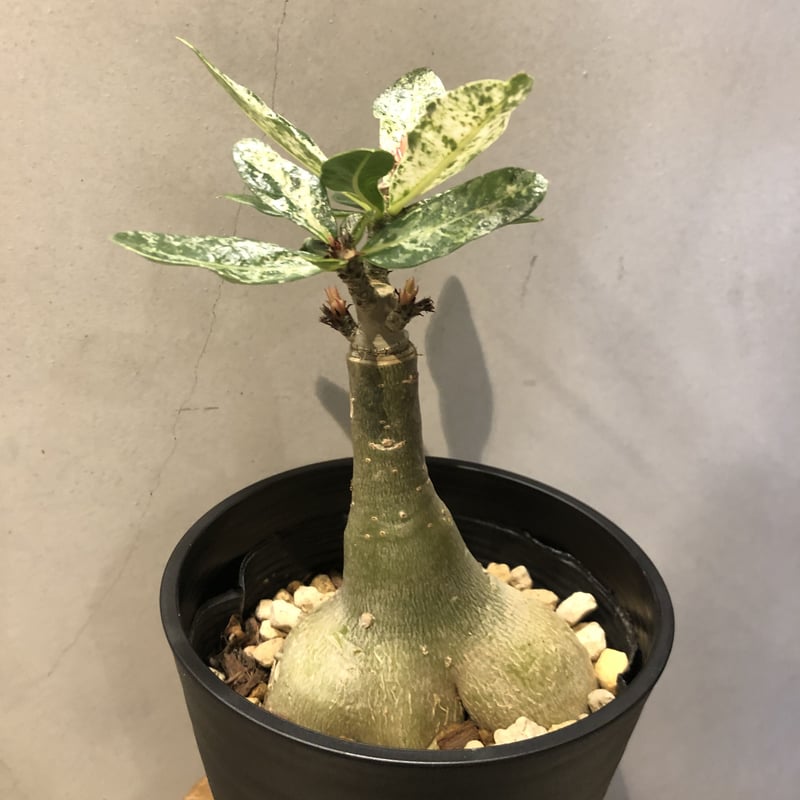 アデニウム 斑入り | GREEN LUCK