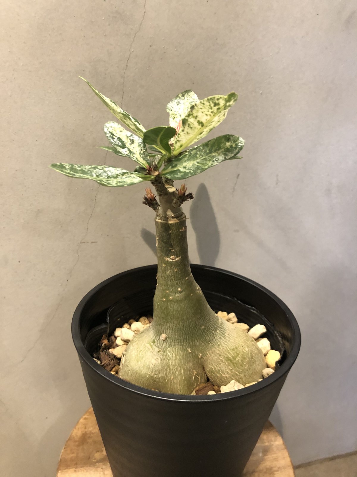 斑入り　アデニウム　大株 アデニウム 斑入り | GREEN LUCK