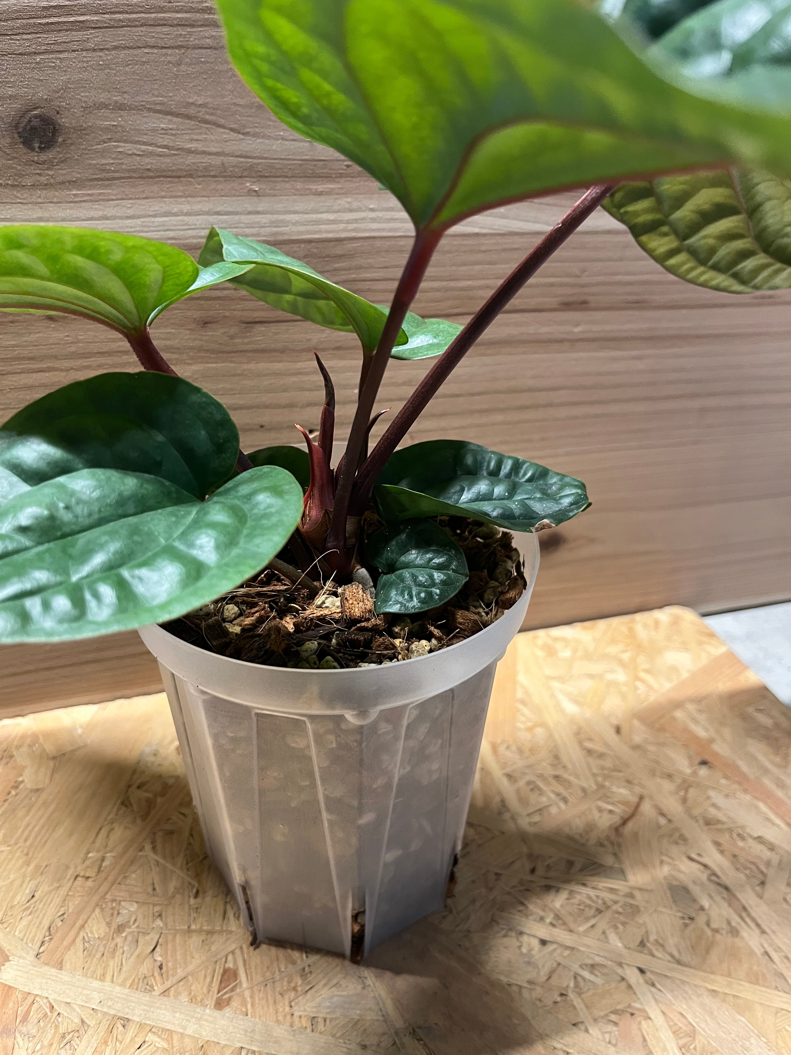 荒木植物園 AOPF.JP 産 アンスリウム ルクスリアンス×ラディカンス④ アンスリウム ルクスリアンス×ラディカンス | GREEN LUCK
