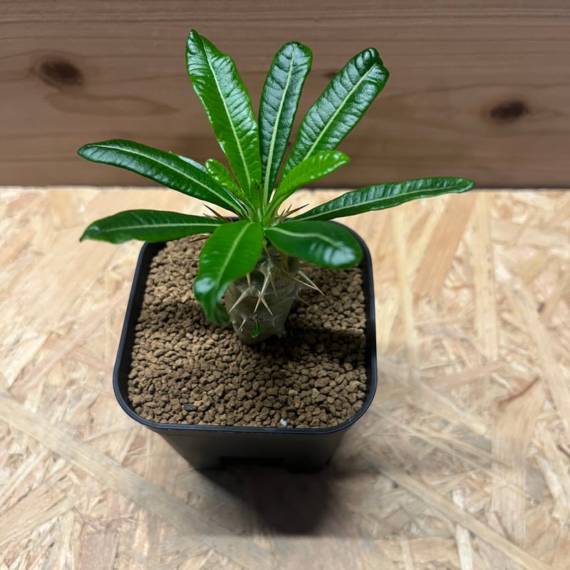 パキポディウム アンボンゲンセ | GREEN LUCK