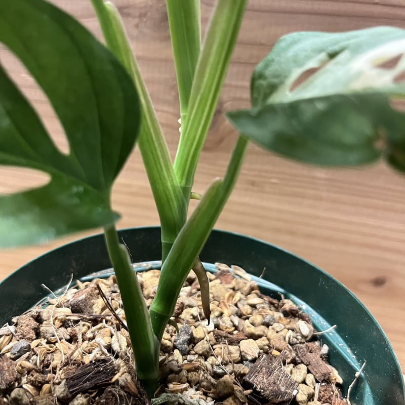 斑入りマドカズラ | GREEN LUCK