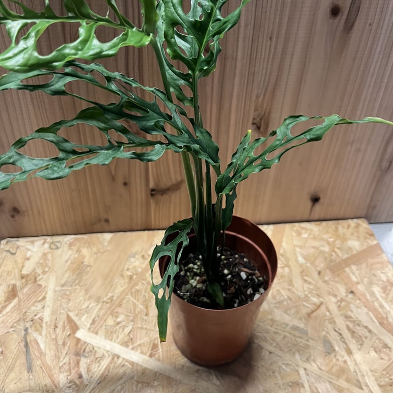 モンステラ オブリクア ペルー | GREEN LUCK