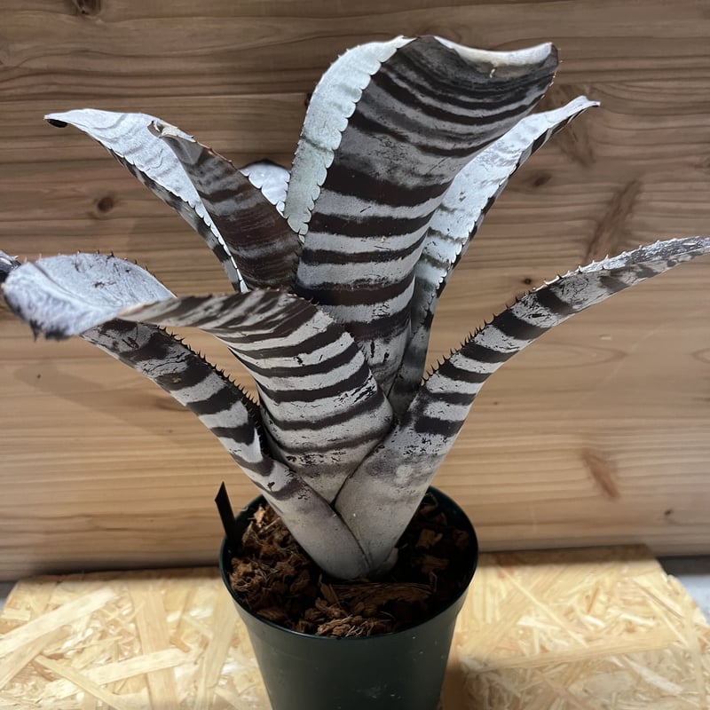 エクメア チャンティニー ブラックアイス | GREEN LUCK